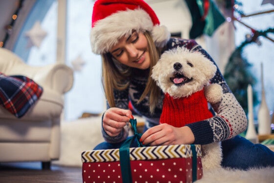 Cheerful teenage girl holding her adorable dog in Santa hat and opening his Christmas gift for him.